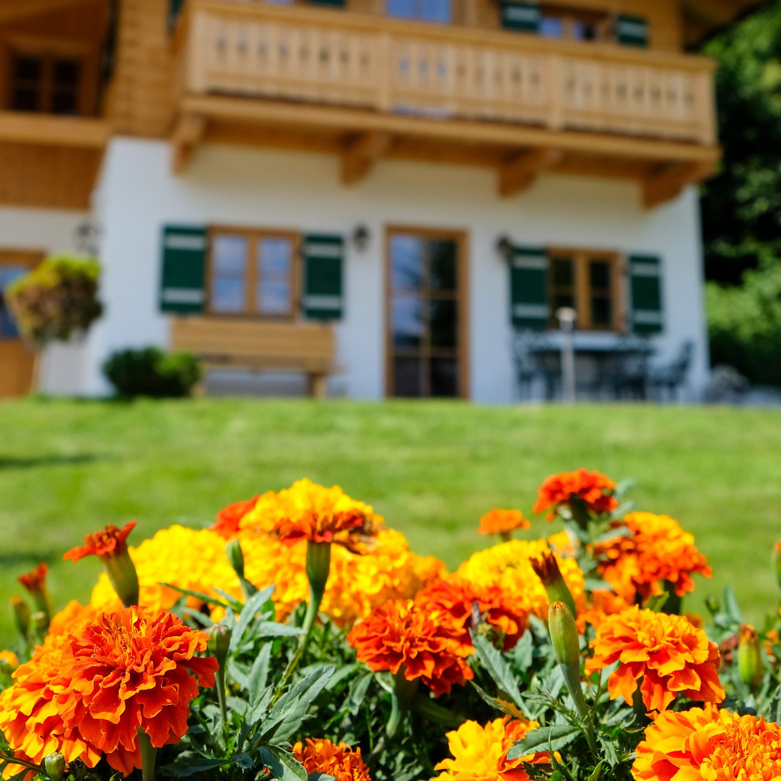 Blumen am Chalet Vogelnest